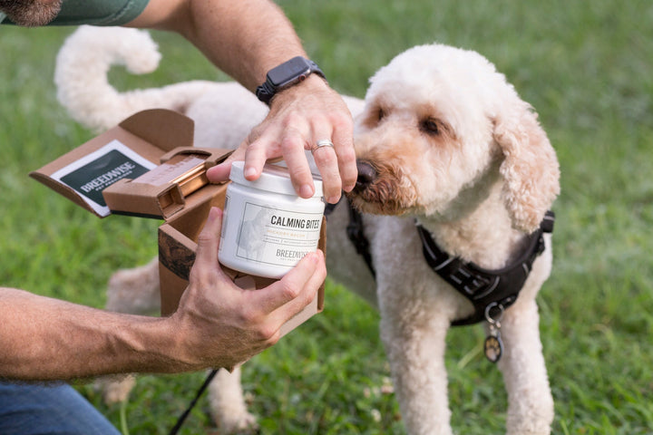 Homeopathic Calming Soft Chews for Dogs, 100 Ct.