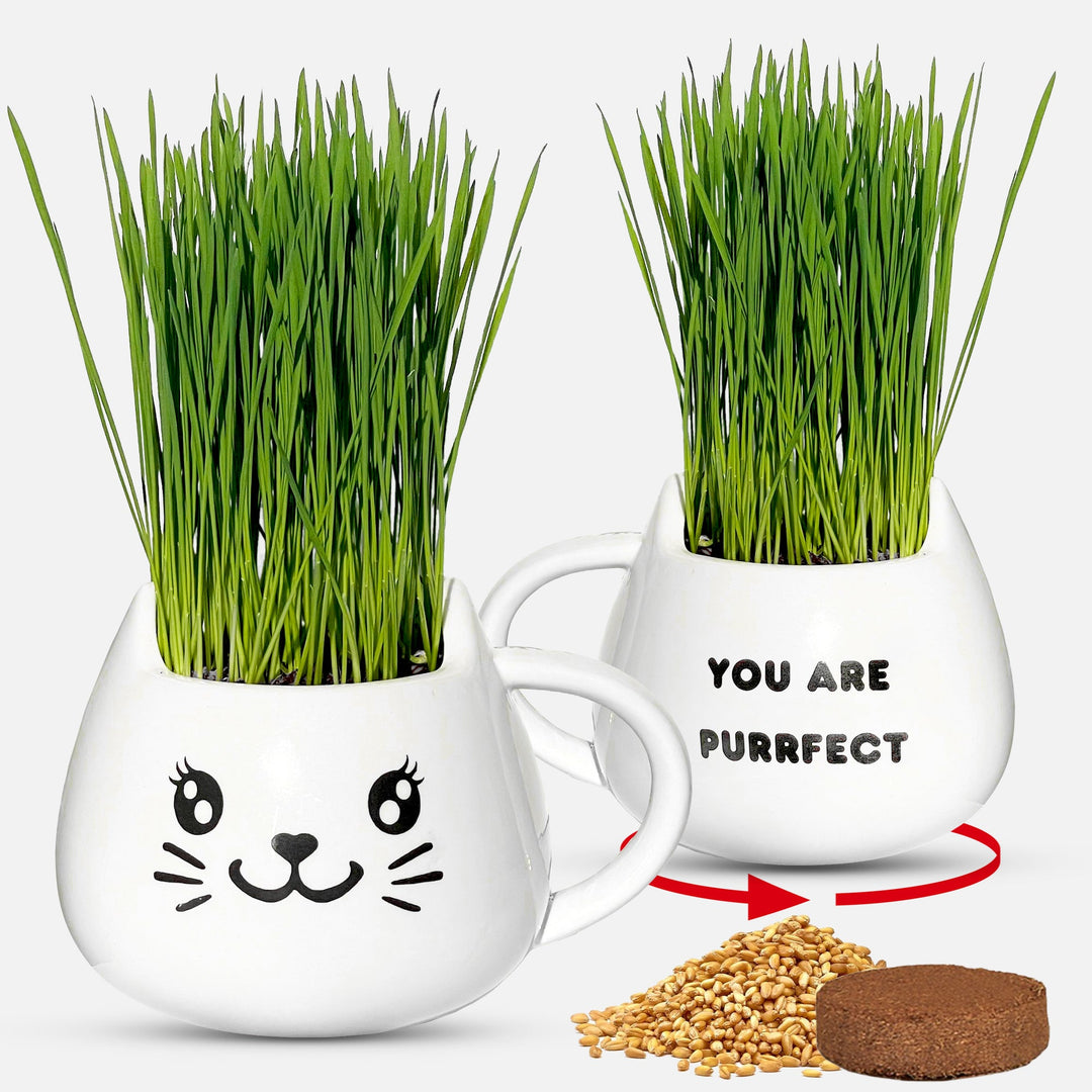 Organic Ceramic Wheat Grass Growing Kit