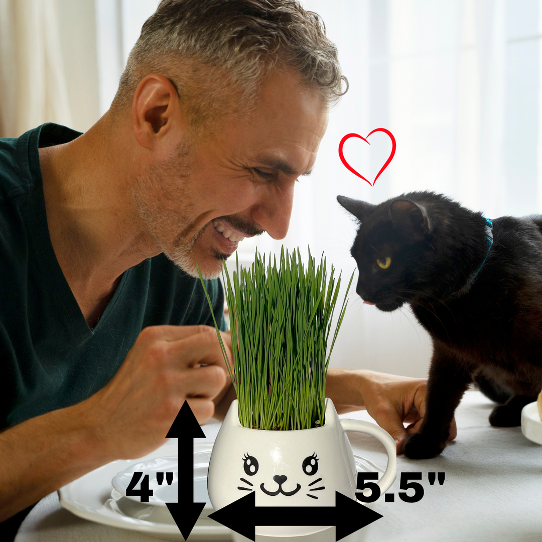 Organic Ceramic Wheat Grass Growing Kit