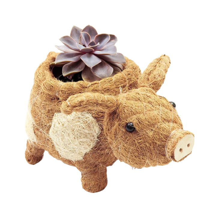 Coco Coir Pig Planter Natural