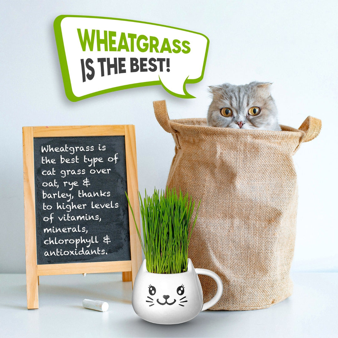 Organic Ceramic Wheat Grass Growing Kit
