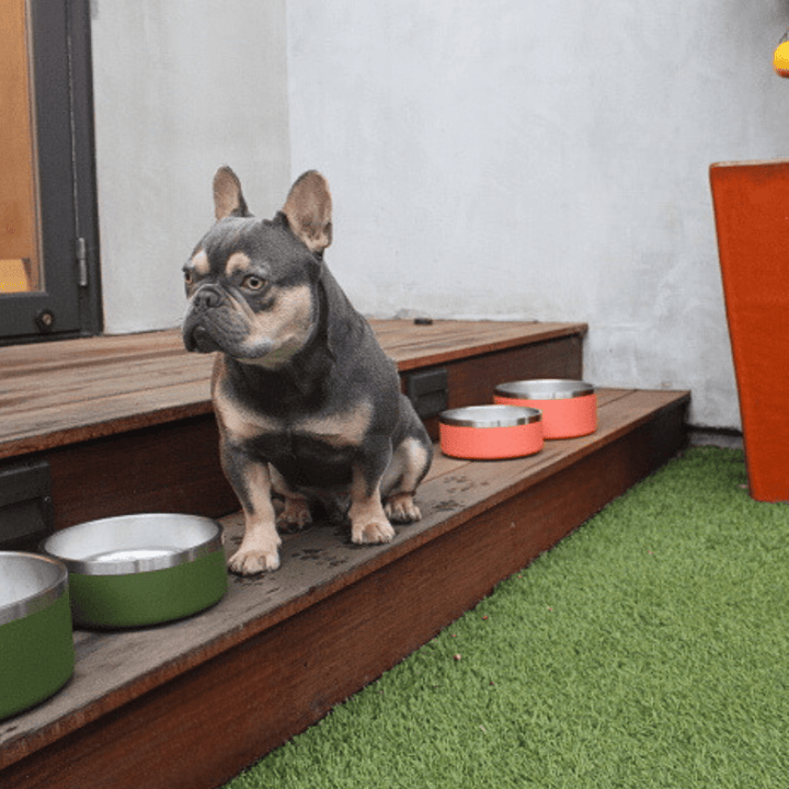 Non-Slip Stainless Steel Pet Bowl