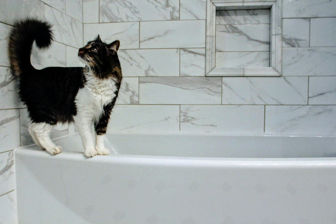 Biodegradable Plant-Based Pet Conditioner, Unscented