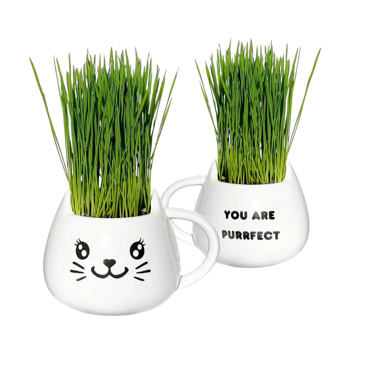Organic Ceramic Wheat Grass Growing Kit