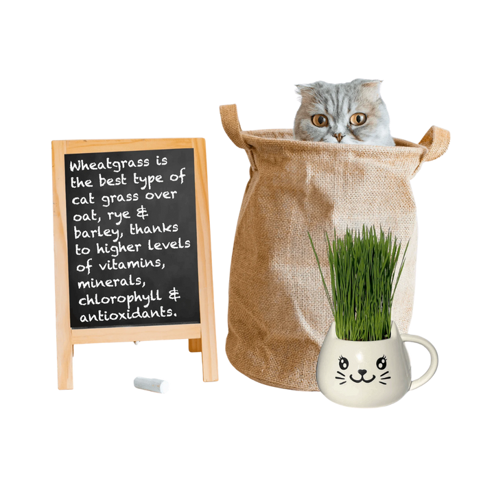 Organic Ceramic Wheat Grass Growing Kit