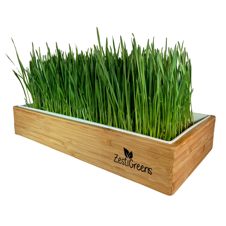 Organic Self-Watering Home Sprouting Growing Kit