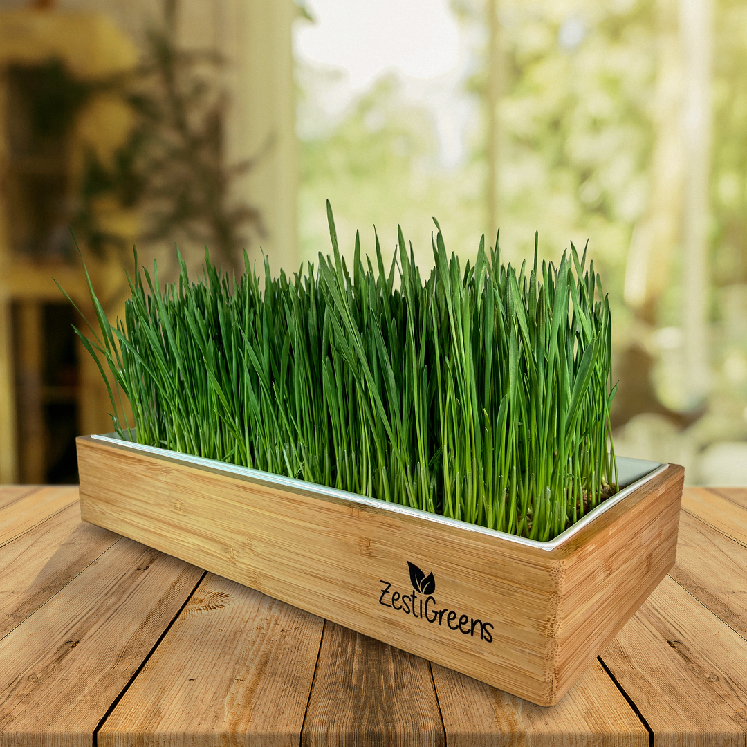 Organic Self-Watering Home Sprouting Growing Kit
