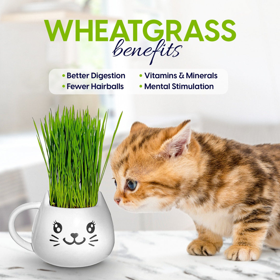 Organic Ceramic Wheat Grass Growing Kit