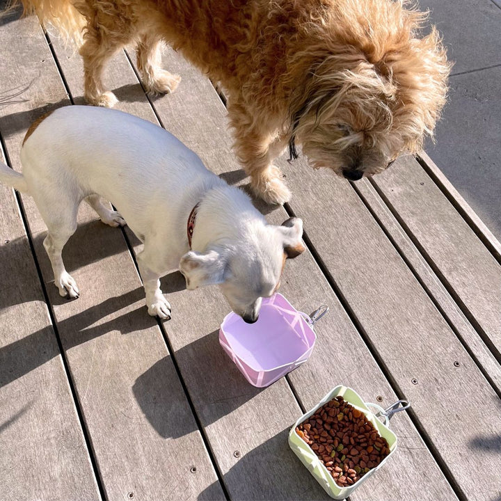Foldable Pocket Pet Food &amp; Water Travel Bowl