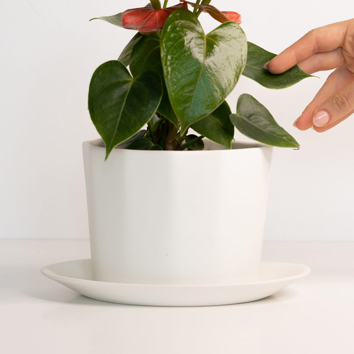 Handcrafted Porcelain Oval Planter with Drainage Tray