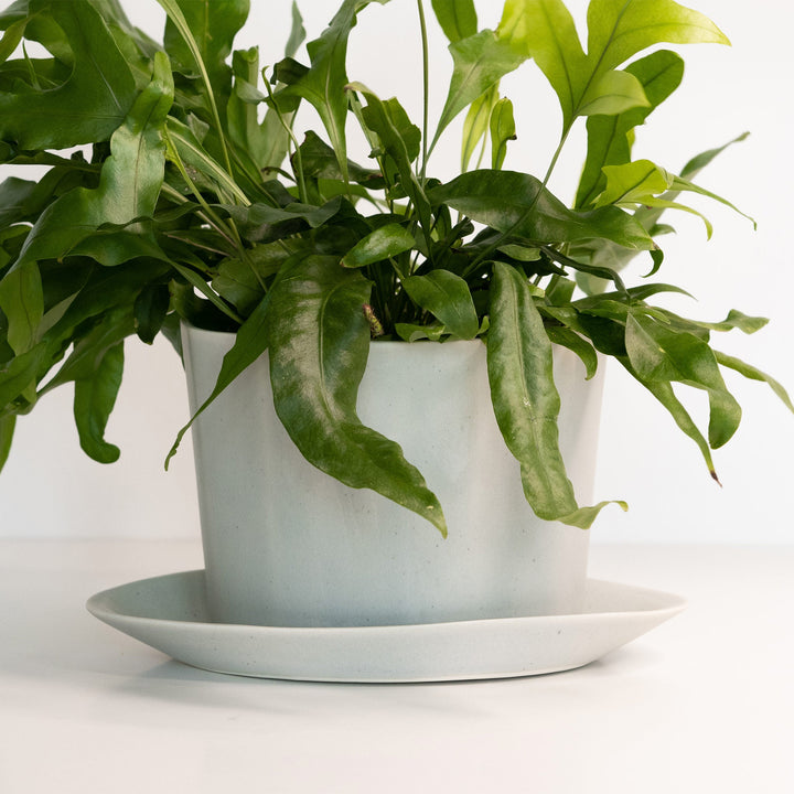 Handcrafted Porcelain Oval Planter with Drainage Tray