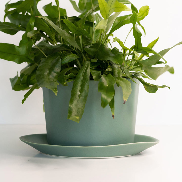Handcrafted Porcelain Oval Planter with Drainage Tray