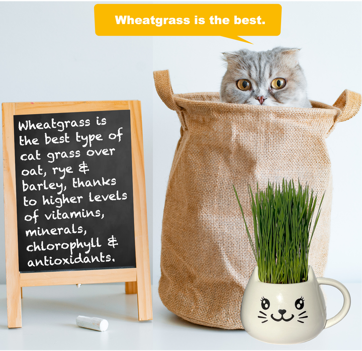 Organic Ceramic Wheat Grass Growing Kit