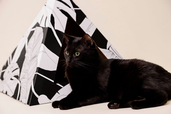Recycled Cardboard Cat Pyramid, Dark Paradise