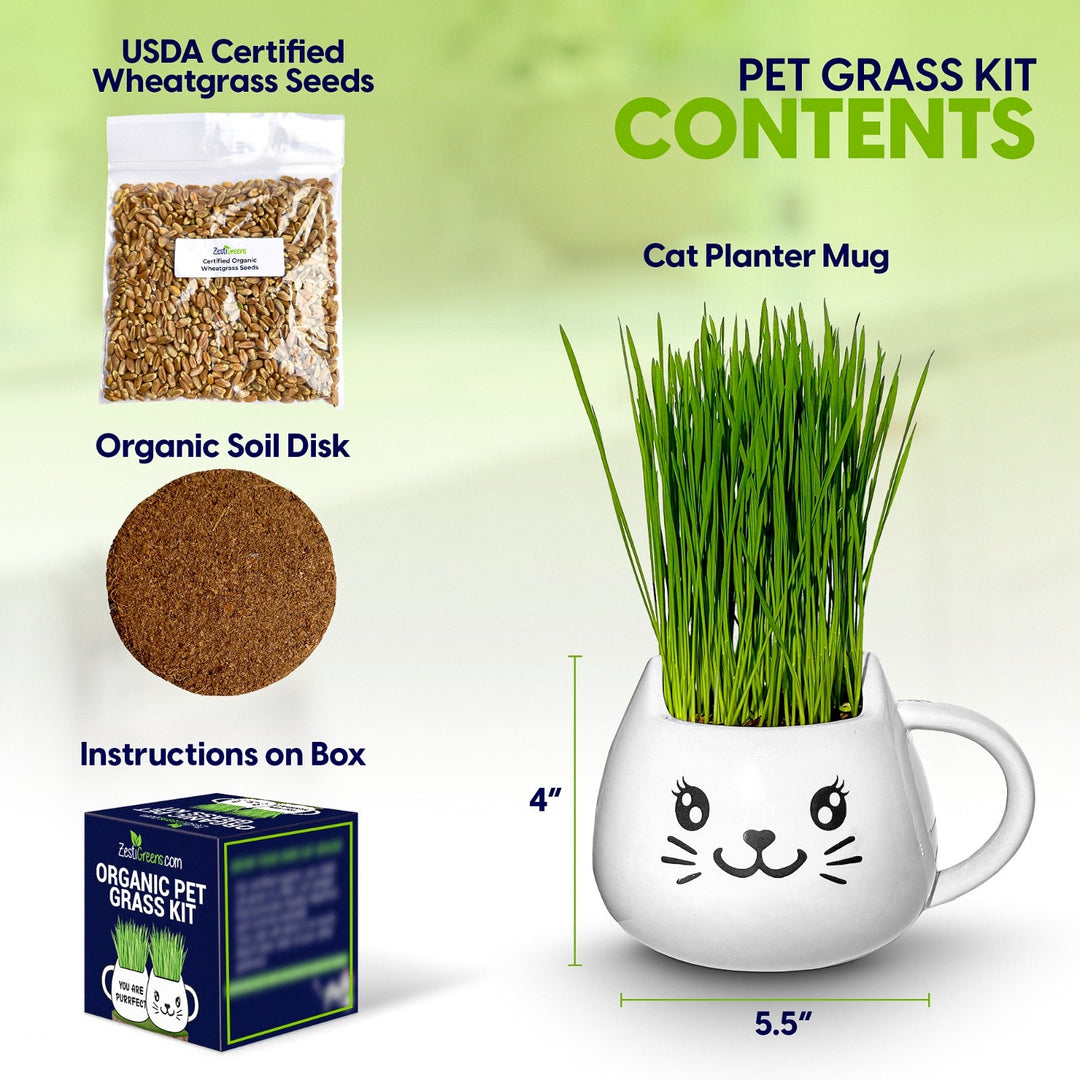 Organic Ceramic Wheat Grass Growing Kit