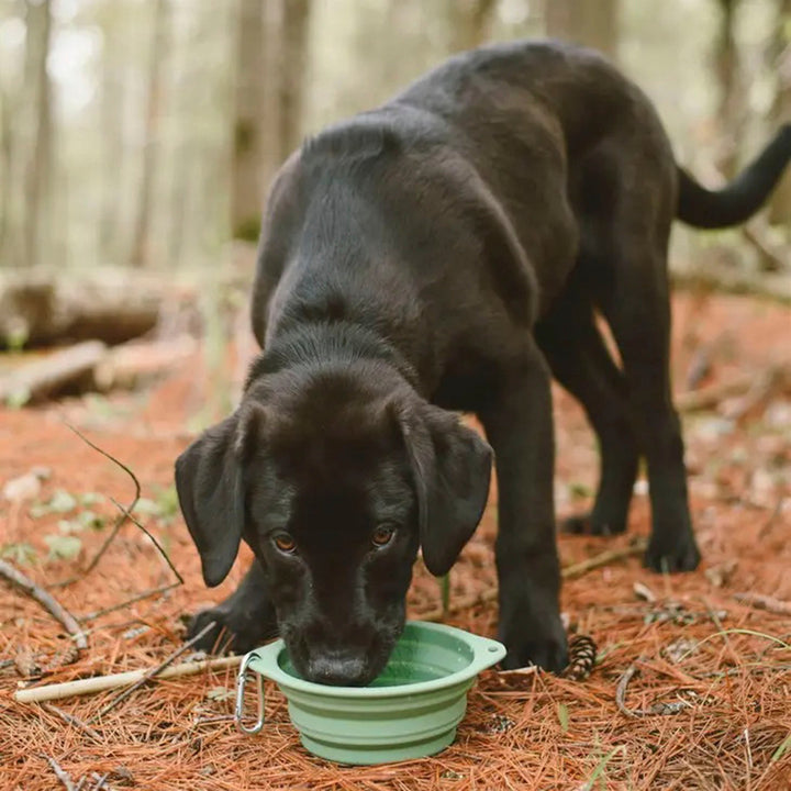 Collapsible Food-Grade Silicone Dog Bowl, 24 oz.