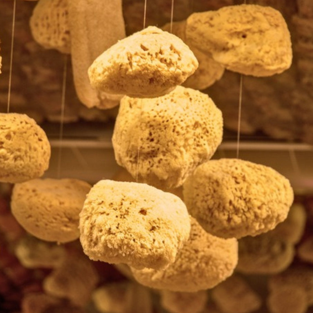 Biodegradable Natural Sea Sponge, Hypoallergenic