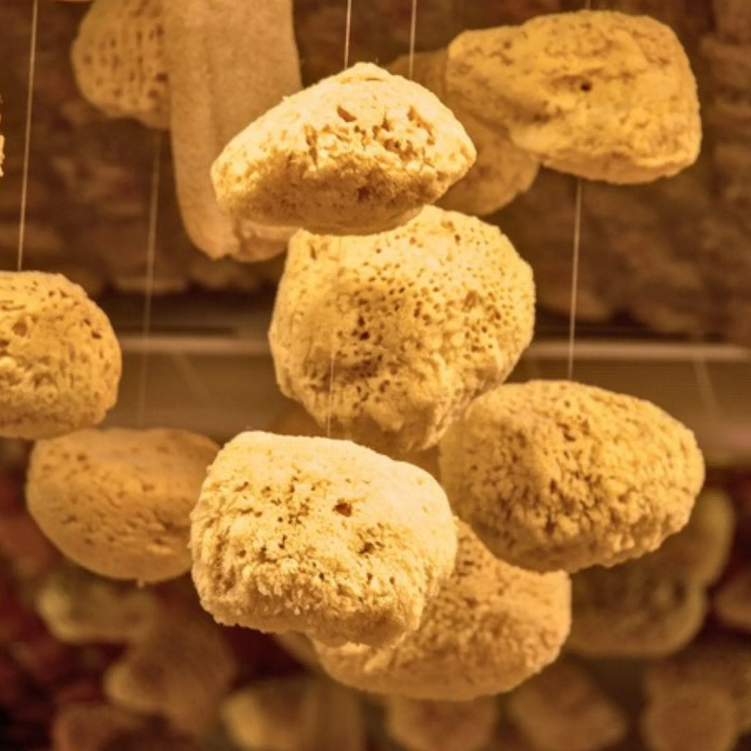 Natural Sea Sponge Bath Set
