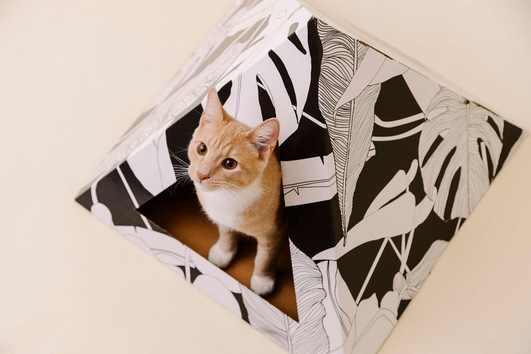 Recycled Cardboard Cat Pyramid, Dark Paradise
