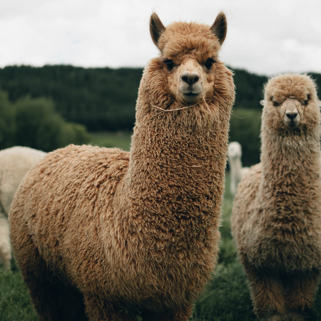 Compostable Alpaca Fleece Dryer Balls, 3 Ct.