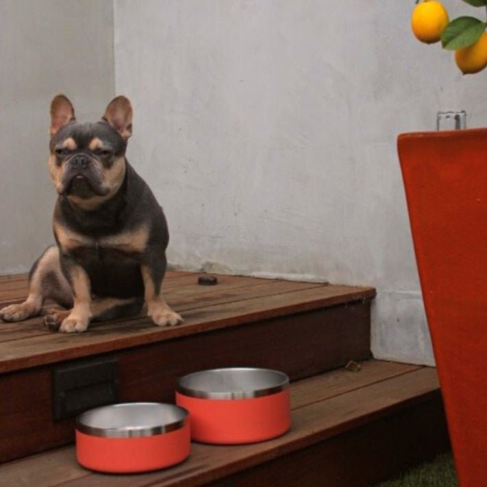 Non-Slip Stainless Steel Pet Bowl