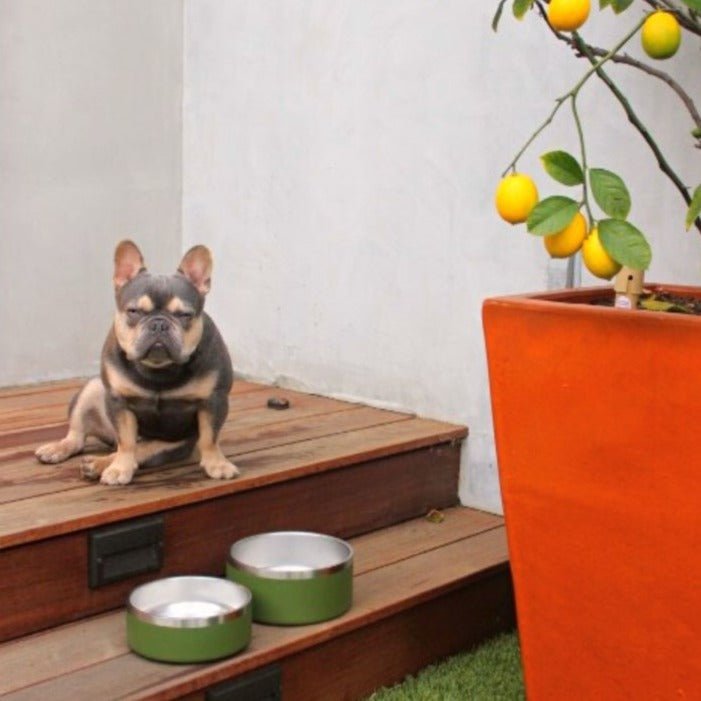 Non-Slip Stainless Steel Pet Bowl